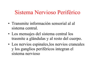 Sistema Nervioso Periférico ,[object Object],[object Object],[object Object]