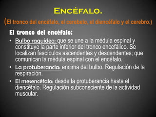 Encéfalo.
(El tronco del encéfalo, el cerebelo, el diencéfalo y el cerebro.)
  El tronco del encéfalo:
  • Bulbo raquídeo: que se une a la médula espinal y
    constituye la parte inferior del tronco encefálico. Se
    localizan fascículos ascendentes y descendentes; que
    comunican la médula espinal con el encéfalo.
  • La protuberancia: encima del bulbo. Regulación de la
    respiración.
  • El mesencéfalo: desde la protuberancia hasta el
    diencéfalo. Regulación subconsciente de la actividad
    muscular.
 