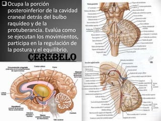  Ocupa la porción
  posteroinferior de la cavidad
  craneal detrás del bulbo
  raquídeo y de la
  protuberancia. Evalúa como
  se ejecutan los movimientos,
  participa en la regulación de
  la postura y el equilibrio.
          cerebelo
 