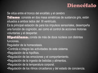 Diencéfalo
Se sitúa entre el tronco del encéfalo y el cerebro
Tálamo: consiste en dos masa simétricas de sustancia gris, están
situados a ambos lados del III ventrículo.
Es la principal estación de para los impulsos sensoriales, desempeña
una función de cognición, así como el control de acciones motoras
voluntarias y el despertar.
Hipotálamo: consta de más de doce núcleos con distintas
funciones.
Regulador de la homeostasis.
•Controla e integra las actividades de este sistema.
•Regulación de la hipófisis.
•Regulación de las emociones y el comportamiento.
•Regulación de la ingesta de bebidas y alimentos.
•Regulación de la temperatura corporal.
•Regulación de los ritmos circadianos y del estado de conciencia.
 