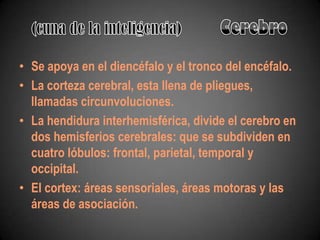 • Se apoya en el diencéfalo y el tronco del encéfalo.
• La corteza cerebral, esta llena de pliegues,
  llamadas circunvoluciones.
• La hendidura interhemisférica, divide el cerebro en
  dos hemisferios cerebrales: que se subdividen en
  cuatro lóbulos: frontal, parietal, temporal y
  occipital.
• El cortex: áreas sensoriales, áreas motoras y las
  áreas de asociación.
 