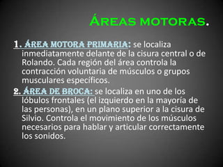 Áreas motoras.
1. Área motora primaria: se localiza
  inmediatamente delante de la cisura central o de
  Rolando. Cada región del área controla la
  contracción voluntaria de músculos o grupos
  musculares específicos.
2. Área de Broca: se localiza en uno de los
  lóbulos frontales (el izquierdo en la mayoría de
  las personas), en un plano superior a la cisura de
  Silvio. Controla el movimiento de los músculos
  necesarios para hablar y articular correctamente
  los sonidos.
 
