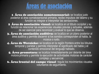 Áreas de asociación
    1. Área de asociación somatosensorial: se localiza justo
   posterior al área somatosensorial primaria, recibe impulsos del tálamo y su
                 función es integrar e interpretar las sensaciones.
 2. Área de asociación visual: se localiza en el lóbulo occipital y su
   función es relacionar las experiencias visuales previas y actuales, además
           de ser esencial para reconocer y evaluar lo que se observa.
3. Área de asociación auditiva: se localiza en un plano posterior al
    área auditiva y permite discernir si los sonidos corresponden al habla, la
                                  música o ruido.
4. Área de Wernicke: se localiza en la región frontera entre los lóbulos
       temporal y parietal y permite interpretar el significado del habla y el
                    contenido emocional del lenguaje hablado.
 5. Área promotora: se localiza inmediatamente por delante del área
   motora primaria y permite la ejecución de actividades motoras de carácter
                               complejo y secuencial.
6. Área frontal del campo visual: regula los movimientos visuales
                            voluntarios de seguimiento.
 