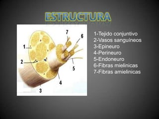 1-Tejido conjuntivo
2-Vasos sanguíneos
3-Epineuro
4-Perineuro
5-Endoneuro
6-Fibras mielinicas
7-Fibras amielinicas
 