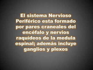 El sistema Nervioso
Periférico esta formado
por pares craneales del
   encéfalo y nervios
raquídeos de la medula
espinal; además incluye
   ganglios y plexos
 