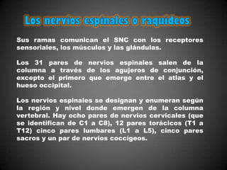 Sus ramas comunican el SNC con los receptores
sensoriales, los músculos y las glándulas.

Los 31 pares de nervios espinales salen de la
columna a través de los agujeros de conjunción,
excepto el primero que emerge entre el atlas y el
hueso occipital.

Los nervios espinales se designan y enumeran según
la región y nivel donde emergen de la columna
vertebral. Hay ocho pares de nervios cervicales (que
se identifican de C1 a C8), 12 pares torácicos (T1 a
T12) cinco pares lumbares (L1 a L5), cinco pares
sacros y un par de nervios coccígeos.
 