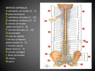 NERVIOS ESPINALES
A vértebras cervicales (1 - 7)
B plexo branquial
C vértebras dorsales (1 - 12)
D vértebras lumbares (1 - 5)
E nervio cervicales
 plexo cervical (1 - 8)
F nervios dorsales (1 - 12)
G duramadre
H cola de caballo
I nervios lumbares
plexo lumbar (1 - 5)
J nervios sacros
plexo sacro (1 - 5)
K nervio coccígeo
L filum terminate
M cóccix
N sacro
 