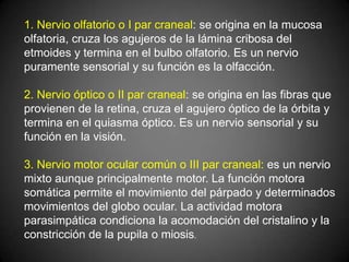 1. Nervio olfatorio o I par craneal: se origina en la mucosa
olfatoria, cruza los agujeros de la lámina cribosa del
etmoides y termina en el bulbo olfatorio. Es un nervio
puramente sensorial y su función es la olfacción.

2. Nervio óptico o II par craneal: se origina en las fibras que
provienen de la retina, cruza el agujero óptico de la órbita y
termina en el quiasma óptico. Es un nervio sensorial y su
función en la visión.

3. Nervio motor ocular común o III par craneal: es un nervio
mixto aunque principalmente motor. La función motora
somática permite el movimiento del párpado y determinados
movimientos del globo ocular. La actividad motora
parasimpática condiciona la acomodación del cristalino y la
constricción de la pupila o miosis.
 