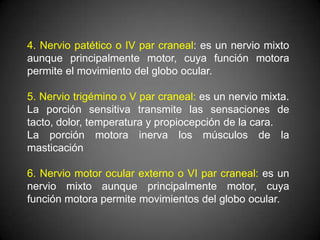 4. Nervio patético o IV par craneal: es un nervio mixto
aunque principalmente motor, cuya función motora
permite el movimiento del globo ocular.

5. Nervio trigémino o V par craneal: es un nervio mixta.
La porción sensitiva transmite las sensaciones de
tacto, dolor, temperatura y propiocepción de la cara.
La porción motora inerva los músculos de la
masticación

6. Nervio motor ocular externo o VI par craneal: es un
nervio mixto aunque principalmente motor, cuya
función motora permite movimientos del globo ocular.
 