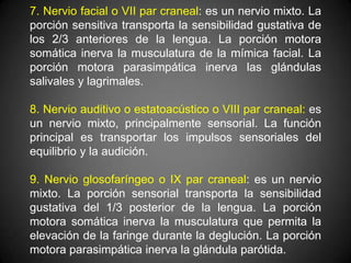 7. Nervio facial o VII par craneal: es un nervio mixto. La
porción sensitiva transporta la sensibilidad gustativa de
los 2/3 anteriores de la lengua. La porción motora
somática inerva la musculatura de la mímica facial. La
porción motora parasimpática inerva las glándulas
salivales y lagrimales.

8. Nervio auditivo o estatoacústico o VIII par craneal: es
un nervio mixto, principalmente sensorial. La función
principal es transportar los impulsos sensoriales del
equilibrio y la audición.

9. Nervio glosofaríngeo o IX par craneal: es un nervio
mixto. La porción sensorial transporta la sensibilidad
gustativa del 1/3 posterior de la lengua. La porción
motora somática inerva la musculatura que permita la
elevación de la faringe durante la deglución. La porción
motora parasimpática inerva la glándula parótida.
 