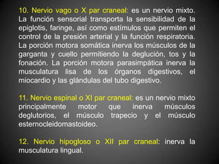 10. Nervio vago o X par craneal: es un nervio mixto.
La función sensorial transporta la sensibilidad de la
epiglotis, faringe, así como estímulos que permiten el
control de la presión arterial y la función respiratoria.
La porción motora somática inerva los músculos de la
garganta y cuello permitiendo la deglución, tos y la
fonación. La porción motora parasimpática inerva la
musculatura lisa de los órganos digestivos, el
miocardio y las glándulas del tubo digestivo.

11. Nervio espinal o XI par craneal: es un nervio mixto
principalmente     motor    que     inerva   músculos
deglutorios, el músculo trapecio y el músculo
esternocleidomastoideo.

12. Nervio hipogloso o XII par craneal: inerva la
musculatura lingual.
 