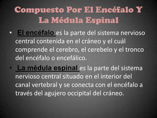 Compuesto Por El Encéfalo Y
     La Médula Espinal
• El encéfalo es la parte del sistema nervioso
  central contenida en el cráneo y el cuál
  comprende el cerebro, el cerebelo y el tronco
  del encéfalo o encefálico.
• La médula espinal es la parte del sistema
  nervioso central situado en el interior del
  canal vertebral y se conecta con el encéfalo a
  través del agujero occipital del cráneo.
 