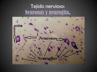 Tejido nervioso:
Neuronas y neuroglia.
 