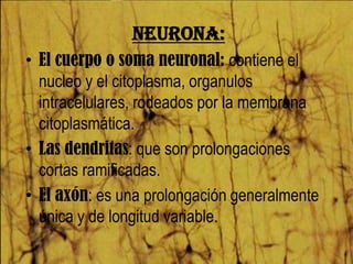 Neurona:
• El cuerpo o soma neuronal: contiene el
  nucleo y el citoplasma, organulos
  intracelulares, rodeados por la membrana
  citoplasmática.
• Las dendritas: que son prolongaciones
  cortas ramificadas.
• El axón: es una prolongación generalmente
  única y de longitud variable.
 