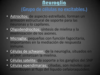 Neuroglia
        (Grupo de células no excitables.)
• Astrocitos: de aspecto estrellado, forman un
  armazón estructural de soporte para las
  neuronas y lo capilares.
• Oligodendrocitos: síntesis de mielina y la
  mielinización de los axones.
• Microglia: pequeñas con función fagocitaria,
  importantes en la mediación de respuesta
  inmune.
• Células de schwann: de la neuroglia, situados en
  el SNP, sintetizan la mielina.
• Células satelite: da soporte a los ganglios del SNP
• Células ependimarias: ciliadas, son móviles que
  contribuyen al flujo del liquido cefaloraquódeo.
 