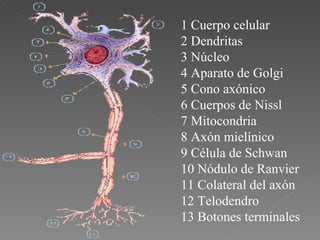 1 Cuerpo celular  2 Dendritas  3 Núcleo  4 Aparato de Golgi  5 Cono axónico  6 Cuerpos de Nissl  7 Mitocondria  8 Axón mielínico  9 Célula de Schwan  10 Nódulo de Ranvier  11 Colateral del axón  12 Telodendro  13 Botones terminales   