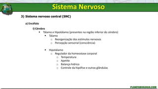 Sistema Nervoso
3) Sistema nervoso central (SNC)
a) Encéfalo
I) Cérebro
 Tálamo e Hipotálamo (presentes na região inferior do cérebro)
 Tálamo
o Reorganização dos estímulos nervosos
o Percepção sensorial (consciência)
 Hipotálamo
o Regulador da homeostase corporal
o Temperatura
o Apetite
o Balanço hídrico
o Controle da hipófise e outras glândulas
 