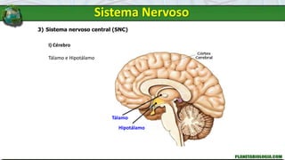 Sistema Nervoso
3) Sistema nervoso central (SNC)
I) Cérebro
Tálamo e Hipotálamo
Tálamo
Hipotálamo
 