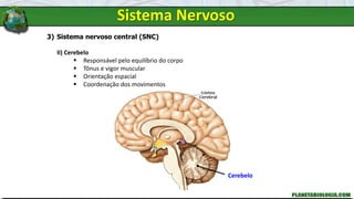 Sistema Nervoso
3) Sistema nervoso central (SNC)
II) Cerebelo
 Responsável pelo equilíbrio do corpo
 Tônus e vigor muscular
 Orientação espacial
 Coordenação dos movimentos
Cerebelo
 