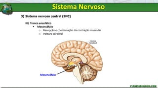 3) Sistema nervoso central (SNC)
III) Tronco encefálico
 Mesencéfalo
o Recepção e coordenação da contração muscular
o Postura corporal
Mesencéfalo
Sistema Nervoso
 