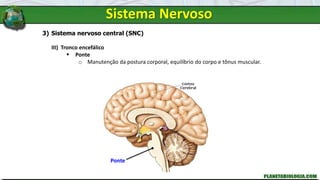 3) Sistema nervoso central (SNC)
III) Tronco encefálico
 Ponte
o Manutenção da postura corporal, equilíbrio do corpo e tônus muscular.
Ponte
Sistema Nervoso
 