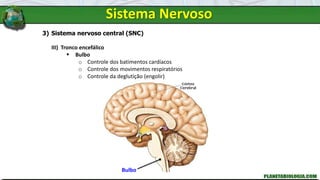Sistema Nervoso
3) Sistema nervoso central (SNC)
III) Tronco encefálico
 Bulbo
o Controle dos batimentos cardíacos
o Controle dos movimentos respiratórios
o Controle da deglutição (engolir)
Bulbo
 