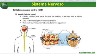 Sistema Nervoso
3) Sistema nervoso central (SNC)
b) Medula Espinhal (raque)
 Cordão cilíndrico que parte da base do encéfalo e percorre toda a coluna
vertebral.
 Aloja-se dentro das perfurações das vértebras.
 Da medula espinhal partem 31 pares de nervos raquidianos
 