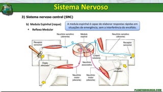 Sistema Nervoso
3) Sistema nervoso central (SNC)
b) Medula Espinhal (raque)
 Reflexo Medular
A medula espinhal é capaz de elaborar respostas rápidas em
situações de emergência, sem a interferência do encéfalo.
 