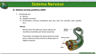 Sistema Nervoso
4) Sistema nervoso periférico (SNP)
 Constituído por:
a) Nervos
b) Gânglios nervosos
c) Terminações nervosas (receptores para dor, tato, frio, pressão, calor, paladar,
etc.).
Nervos
São fios finos formados por vários axônios de
neurônios envolvidos por tecido conjuntivo.
Transmitem mensagens de várias partes do corpo
para o sistema nervoso central ou destes para as
regiões corporais.
 