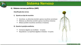 Sistema Nervoso
4) Sistema nervoso periférico (SNP)
Classificação dos nervos
I) Quanto ao tipo de neurônio
 Sensitivos ou aferentes (contém apenas neurônios sensitivos)
 Motores ou eferentes (contém apenas neurônios motores)
 Mistos (contém neurônios sensitivos e motores)
II) Quanto à posição anatômica
 Cranianos (ligados ao encéfalo) – 12 pares
 Raquidianos ou espinhais (ligados à medula) – 31 pares
 