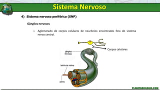 Sistema Nervoso
4) Sistema nervoso periférico (SNP)
Gânglios nervosos
o Aglomerado de corpos celulares de neurônios encontrados fora do sistema
nervo central.
Corpos celulares
 