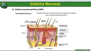 Sistema Nervoso
4) Sistema nervoso periférico (SNP)
Terminações Nervosas Captam estímulos do meio interno ou externo e os levam
para o sistema nervoso central.
 