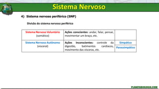 Sistema Nervoso
4) Sistema nervoso periférico (SNP)
Divisão do sistema nervoso periférico
Sistema Nervoso Voluntário
(somático)
Ações conscientes: andar, falar, pensar,
movimentar um braço, etc.
Sistema Nervoso Autônomo
(visceral)
Ações inconscientes: controle da
digestão, batimentos cardíacos,
movimento das vísceras, etc.
Simpático
Parassimpático
 