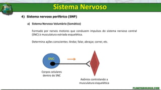 4) Sistema nervoso periférico (SNP)
a) Sistema Nervoso Voluntário (Somático)
Formado por nervos motores que conduzem impulsos do sistema nervoso central
(SNC) à musculatura estriada esquelética.
Determina ações conscientes: Andar, falar, abraçar, correr, etc.
SNC
Corpos celulares
dentro do SNC
Axônios controlando a
musculatura esquelética
Sistema Nervoso
 