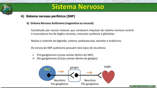 Sistema Nervoso
4) Sistema nervoso periférico (SNP)
b) Sistema Nervoso Autônomo (vegetativo ou visceral)
Constituído por nervos motores que conduzem impulsos do sistema nervoso central
à musculatura lisa de órgãos viscerais, músculos cardíacos e glândulas.
Realiza o controle da digestão, sistema cardiovascular, excretor e endócrino.
Os nervos do SNP autônomo possuem dois tipos de neurônios:
I. Pré-ganglionares (corpo celular dentro do SNC)
II. Pós-ganglionares (Corpo celular dentro do gânglio)
SNC
órgão
gânglio
Neurônio
Pós-ganglionar
Neurônio
Pré-ganglionar
 