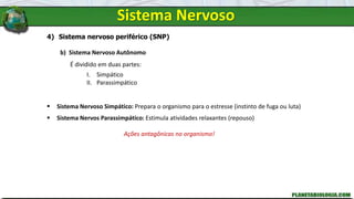 Sistema Nervoso
4) Sistema nervoso periférico (SNP)
b) Sistema Nervoso Autônomo
É dividido em duas partes:
I. Simpático
II. Parassimpático
 Sistema Nervoso Simpático: Prepara o organismo para o estresse (instinto de fuga ou luta)
 Sistema Nervos Parassimpático: Estimula atividades relaxantes (repouso)
Ações antagônicas no organismo!
 
