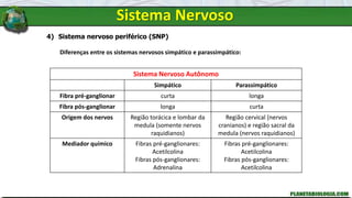Sistema Nervoso
4) Sistema nervoso periférico (SNP)
Diferenças entre os sistemas nervosos simpático e parassimpático:
Sistema Nervoso Autônomo
Simpático Parassimpático
Fibra pré-ganglionar curta longa
Fibra pós-ganglionar longa curta
Origem dos nervos Região torácica e lombar da
medula (somente nervos
raquidianos)
Região cervical (nervos
cranianos) e região sacral da
medula (nervos raquidianos)
Mediador químico Fibras pré-ganglionares:
Acetilcolina
Fibras pós-ganglionares:
Adrenalina
Fibras pré-ganglionares:
Acetilcolina
Fibras pós-ganglionares:
Acetilcolina
 
