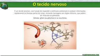É um tecido sensível, com função de responder a estímulos ambientais e conduzir informações
rapidamente às diversas partes do corpo, enviando mensagens aos órgãos efetores, que podem
ser músculos ou glândulas.
Células: gliais (ou gliócitos) e os neurônios.
O tecido nervoso
 