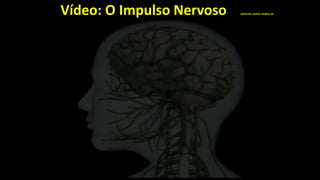 Vídeo: O Impulso Nervoso CRÉDITOS: ALPHA TAURUS 3D
 