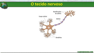 O tecido nervoso
 