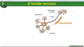 O tecido nervoso
 