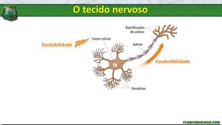 O tecido nervoso
 