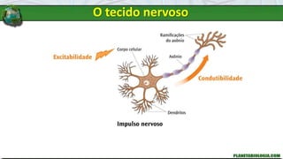 O tecido nervoso
 