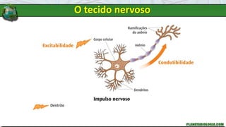 O tecido nervoso
 