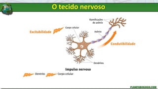 O tecido nervoso
 