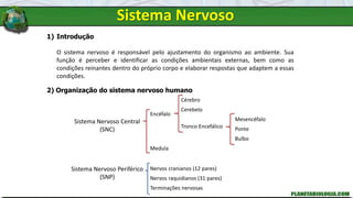 Sistema Nervoso
1) Introdução
O sistema nervoso é responsável pelo ajustamento do organismo ao ambiente. Sua
função é perceber e identificar as condições ambientais externas, bem como as
condições reinantes dentro do próprio corpo e elaborar respostas que adaptem a essas
condições.
2) Organização do sistema nervoso humano
Sistema Nervoso Central
(SNC)
Encéfalo
Cérebro
Cerebelo
Tronco Encefálico
Mesencéfalo
Ponte
Bulbo
Medula
Sistema Nervoso Periférico
(SNP)
Nervos cranianos (12 pares)
Nervos raquidianos (31 pares)
Terminações nervosas
 