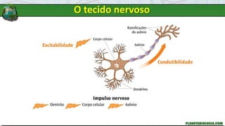 O tecido nervoso
 