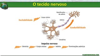 O tecido nervoso
 