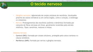• Gânglios nervosos: Aglomerado de corpos celulares de neurônios, localizados
próximo da coluna vertebral ou em certos órgãos, como o coração, o estômago
e o intestino;
• Nervos: Prolongamentos dos neurônios (axônios e dendritos) formados por
conjunto de fibras nervosas em feixe, geralmente revestidos pelo estrato
mielínico. Tipos: sensitivos, motores e mistos.
Sistema nervoso
• Central (SNC): formado por corpos celulares, protegido pela caixa craniana e a
coluna vertebral;
• Periférico (SNP): formado por nervos e gânglios nervosos.
O tecido nervoso
 
