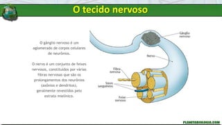 O gânglio nervoso é um
aglomerado de corpos celulares
de neurônios.
O nervo é um conjunto de feixes
nervosos, constituídos por várias
fibras nervosas que são os
prolongamentos dos neurônios
(axônios e dendritos),
geralmente revestidos pelo
estrato mielínico.
O tecido nervoso
 